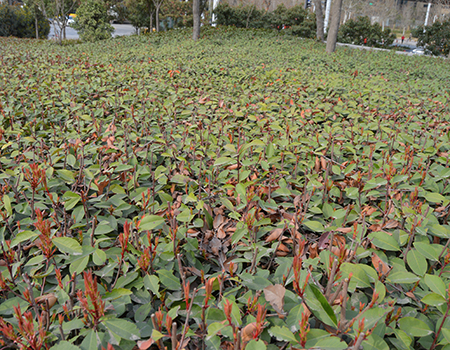 园林绿化苗木02