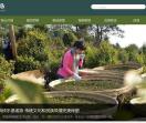 古树茶