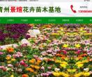 山东草花