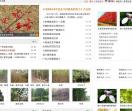 苗木价格在线