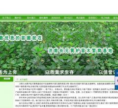 济南绿化苗木