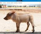 中农发展联盟网